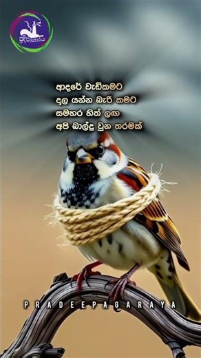 ආදරේ නිසා දාල යන්න බැරි නිසා...