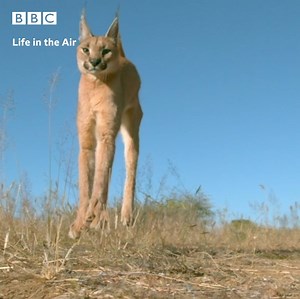 3.2M views · 7.7K reactions | Ever wondered how cats always land on their feet? | BBC Cymru Wales | Facebook