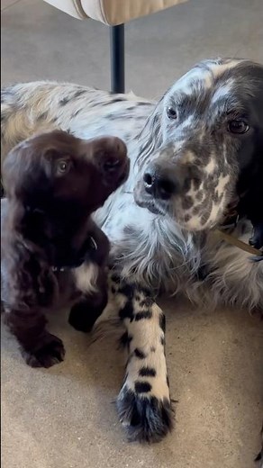 Setter en dépression ! #setter #cockerspaniel #englishsetter #spaniel #chien #chiot #cocker