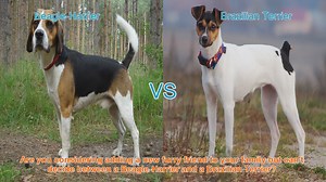 Choosing Between a Beagle-Harrier and a Brazilian Terrier: A Comprehensive Guide