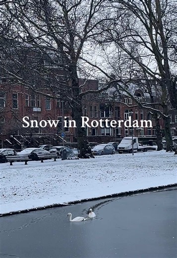 Snow in Rotterdam: A Winter Wonderland Awaits