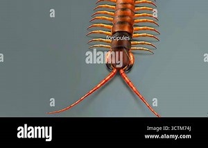 3D animation of Megarian banded centipede anatomy showing body segments, legs, antennae, and forcipules Stock Video Footage - Alamy