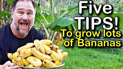 5 must-know tips for growing bananas at home | Self Sufficient Me