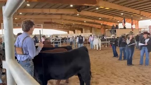 📰 18th Annual Calf Scramble Progress Show Underway BRENHAM, TX – The Houston Livestock Show and Rodeo (HLSR) 18th Annual Calf Scramble Progress Show is being held today, Sunday, November 9, at the Washington County Fairgrounds. #HLSR #CalfScramble #RODEOHOUSTON #TexasFFA #Livestock | Brenham Banner Press