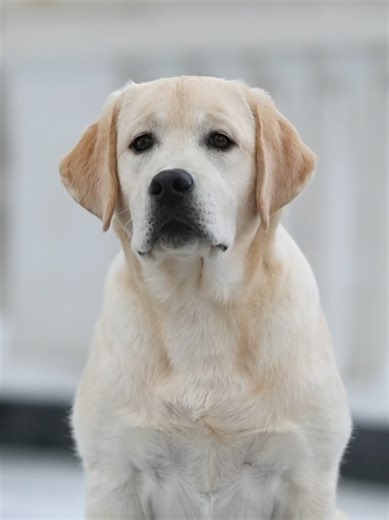 🌜 Gerulis Yellow Moon - Taj 🌛 #fci_gerulis #labrador #labradorretriever #dog #doglover