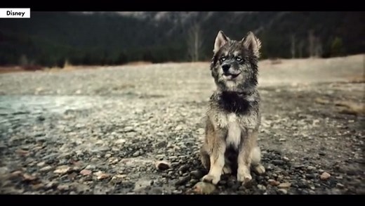 Heroic sled dog 'Togo' finally gets credit in new Disney+ movie