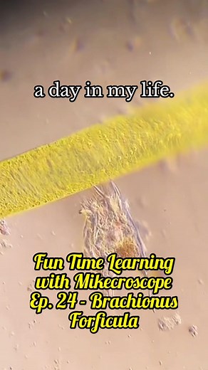 Microscope Science: A Day in My Life