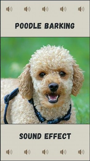 Poodle dog barking sound effect (no copyright)