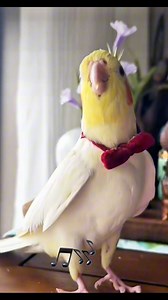 Tiny voice mighty opera🎶🐥 #highlights #birds #fypシ #Amazing #cocktails #opera #voice #birdwatching | Leo The talking Bird