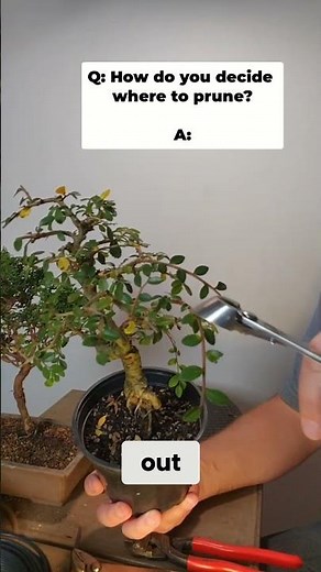 Master Bonsai Pruning: Manage Growth with Directional Pruning