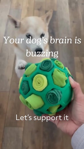 43 reactions | Boredom leads to mischief. Satisfaction comes from a good challenge. Our forager balls engage your dog's natural brainpower, keeping them busy and blissfully tired. Perfect with any treats for an indoor mental workout. Give their instincts a job! Visit www.reggie.com for more | Reggie | Facebook