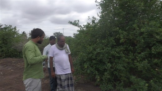 4.3K views · 137 reactions | Lemon Plants Journey At Bijapur |Lemon planters Explain About Kagzi lime complete information | My Nature India Foundation | Facebook