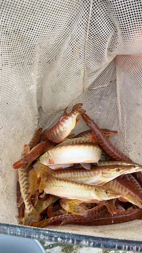 The World's Worst Muskie Fisherman: A Fishing Adventure