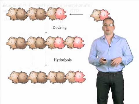Anthony Hyman (Max Planck Institute) Part 2: Building a polymer: microtubule dynamics