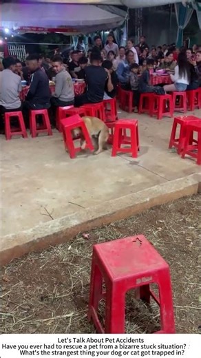 Dog Head Stuck in a Stool – Tense Rescue Mission 🐕🪑