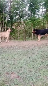 Kangal vs German shepherd in action 🔥