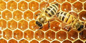 Unlocking secrets of the honeybee dance language – bees learn and culturally transmit their communication skills