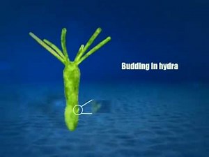 E-Learning | Budding in Hydra