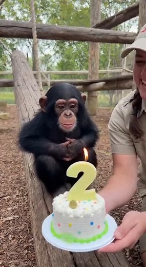 183K views · 7.6K reactions | Happy 2nd Birthday!  Little Chimpanzee Can Blow Out His Candles! #Chimpanzee #BirthdayBoy #ZooLife | Homemade & Heart recipes | Facebook