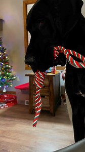 16K views · 743 reactions | Sometimes you just need to play with your friends. #Dogs #TwoDogs #CuteDogVideo | Larry_the_great_dane | Facebook