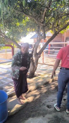 Proses Perkawinan Kuda Terlengkap | Kuda Kawin dan Sapi Kawin