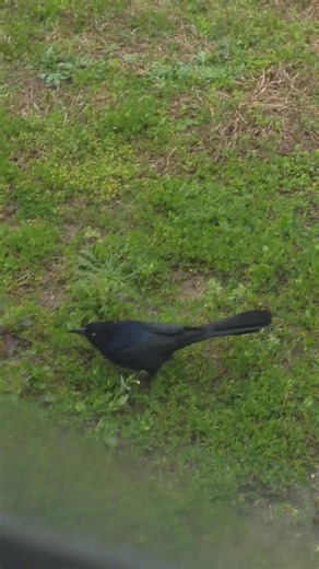 grackle attackle (part two) 🐦‍⬛