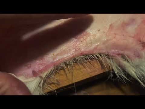 Working on tanning a rabbit hide! Fleshing and salting!