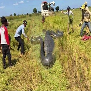 Farmers harvest rice Then meet big snake - Python | Amazing World Of Animals