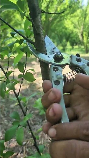 Prune Your Plum Tree the Right Way 🍑 | Boost Fruit Growth Fast! 🌿🔥#plumtree #pruning #plumpruning