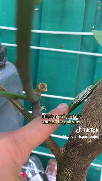 Deformed Bumps and Lumps: Citrus Gall Wasp Identified