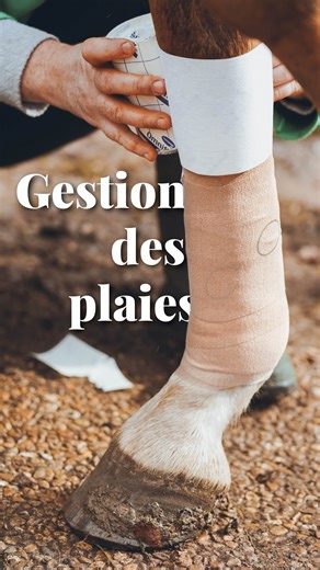 Hélène Ralda | vulgarisation scientifique & good vibes ✨ on Instagram: "🎁 CONCOURS 22 décembre 2025 - gagne le livre de ton choix* « anatomie du cheval et performance » ou « anatomie du cheval à colorier » de la librairie Livres Médicaux : 📍 Abonne-toi à @helene.papote + @livres_medicaux_saurampsmed 📝 Indique le titre de l’ouvrage que tu souhaites gagner en commentaire sous ce réel 📝 Tague au moins 2 amis en commentaire sous ce réel 💌Partage ce réel en story ⏳Tu as jusqu’au 26 décembre pour