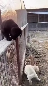 1.6K reactions · 27 shares | Tiger Cub vs Labrador Puppy: Who Wins the Play Fight? #animaljunket #animaljunket #tiger #trendingreels #trendingreels #viralreels | Animal Junket | Facebook