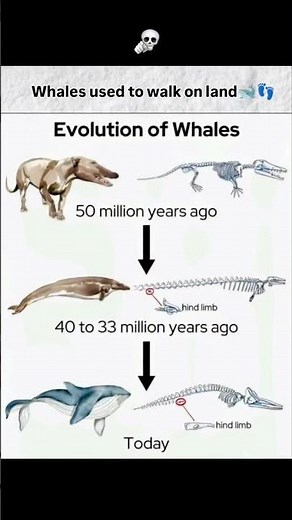 Whales used to walk on land? 🐋😱