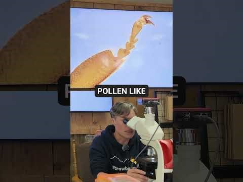 Bee Leg Under the Microscope