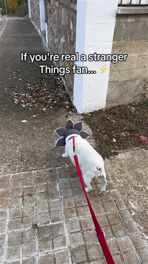Stranger Things Demogorgon Pet Costume for Fans