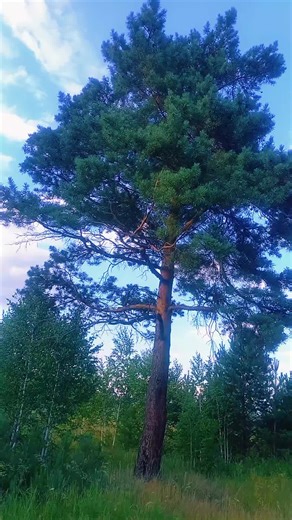 Discover the Natural Beauty of Siberia's Summer