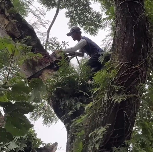 2.3M views · 10K reactions | Amazing skill cutting tree by a professional skill man | Making Video | Facebook