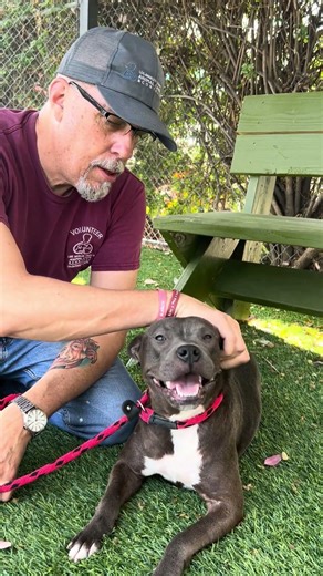 NEW A5765164 Ramona | Pitbull Puppy