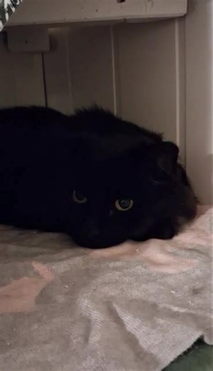 10K views · 504 reactions | Stille og rolige dager etter høstferien er over.   Vi koser oss en grå og tåkete morgen,men venter på at solen skal titte frem. 朗I mens spiser vi en god frokost og slapper av! ❤️ Lag deg en god dag! ❤️ | Lerud Kattepensjonat | Facebook