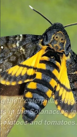 Deaths Head Sphinx Moth Natures SkullShaped Defender.