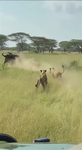 Buffalo vs 6 Lions - Who Survives? 🐃 1마리 vs 6마리 🐃 1頭vs6頭 #buffalo #lion #wildliferescue