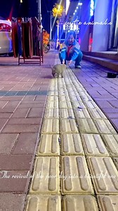 The resurrection of the homeless puppy. | Paws Shelter | Facebook