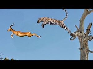 Discovery channel Tamil|| National geography