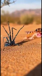 A Desert Chase in Broad Daylight Under the blazing desert sun, a vibrant blue spider races across the sand while a sharp-eyed gecko locks onto its every move. The spider lifts its front legs in a defensive warning, but the gecko is built for these moments — fast, focused, and hungry. Each step in this heated chase shows how survival depends on timing, instincts, and pure determination. Out here, even the smallest creatures fight like giants. #InsectInsider #Gecko #Spider #DesertWildlife #NatureS
