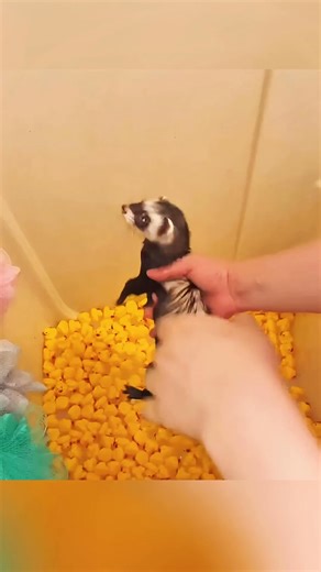 Ferret, World’s Cutest Manipulator❤️ . . . #Didyouknow #dailyfacts #factsyoudidntknow #sciencefactslover #inspiration #interestingfacts #animals #shorts #ferret | How Facts