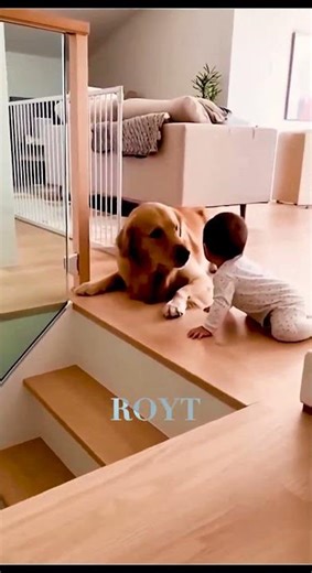 When Dogs Become Baby’s Best Protector❤️ #Dogs #Babies #Heartwarming #Shorts