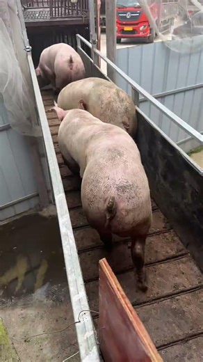 Amazing Pigs Loaded the Truck #pig #animals #viral #shorts #pigfarming #pigfarmvideo #rurallife