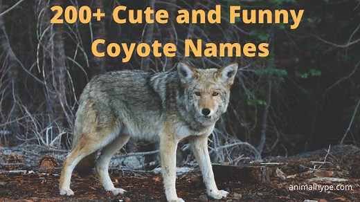 504 Unforgettable Coyote Names for Your Furry Trickster - Animal Hype