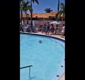 Capybara Swimming in a Pool