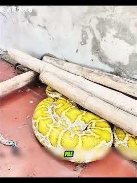 A Giant Snake Was Hiding Under This Bamboo Pile — The Rescue Team Couldn't Believe Its Size!